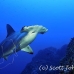 shark_hammerhead_scalloped_alc_ci_h_0040_cos1180.jpg